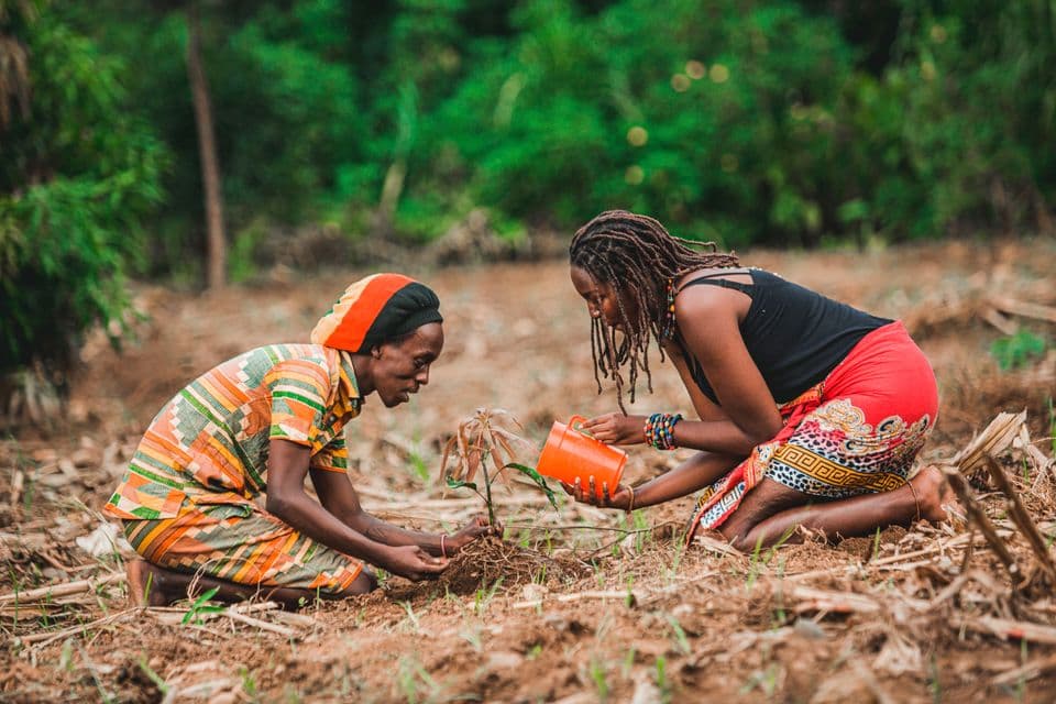 Two people planting in a garden